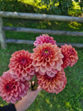 Ice Tea Dahlia