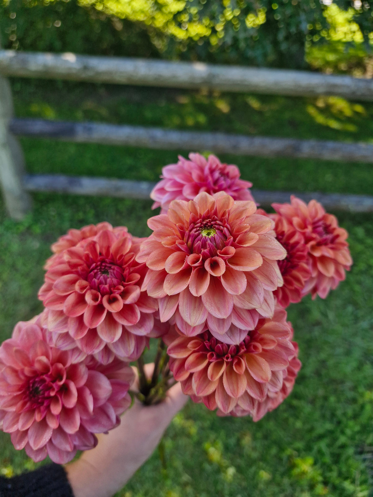 Ice Tea Dahlia