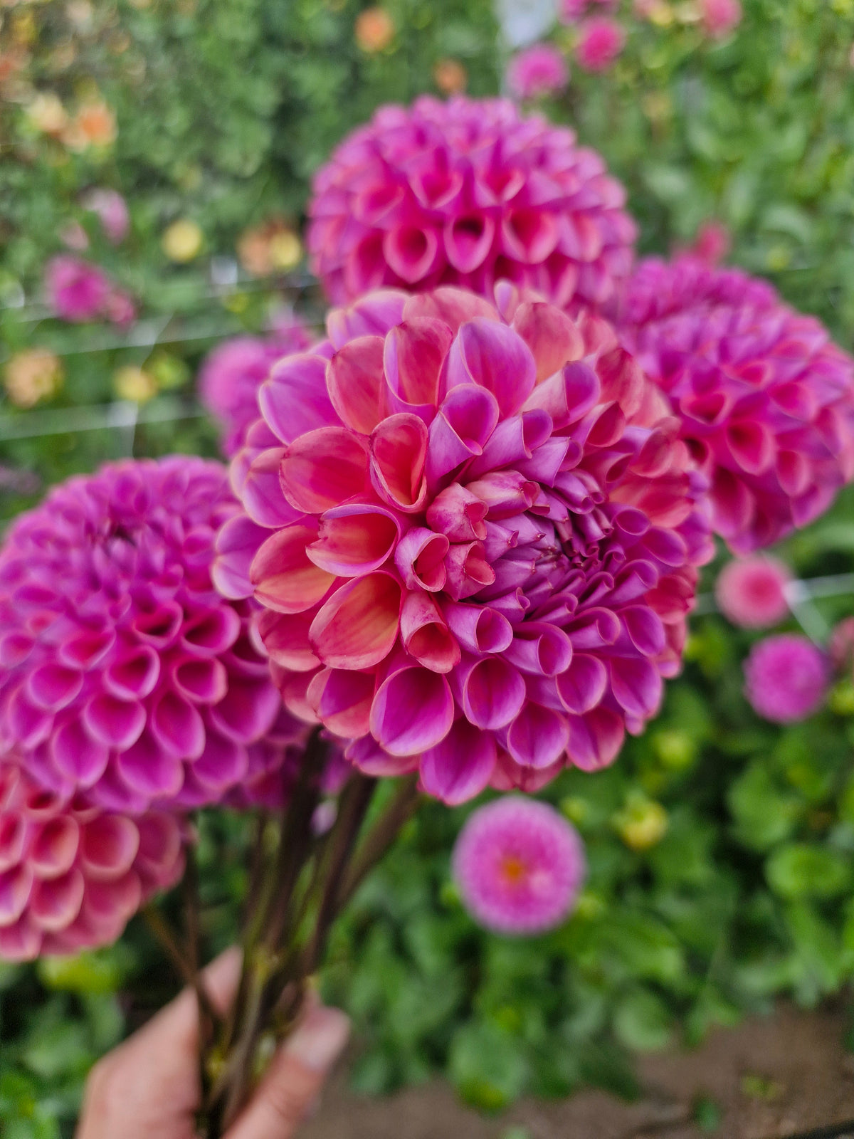 Isabel Dahlia