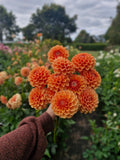 Maarn Dahlia