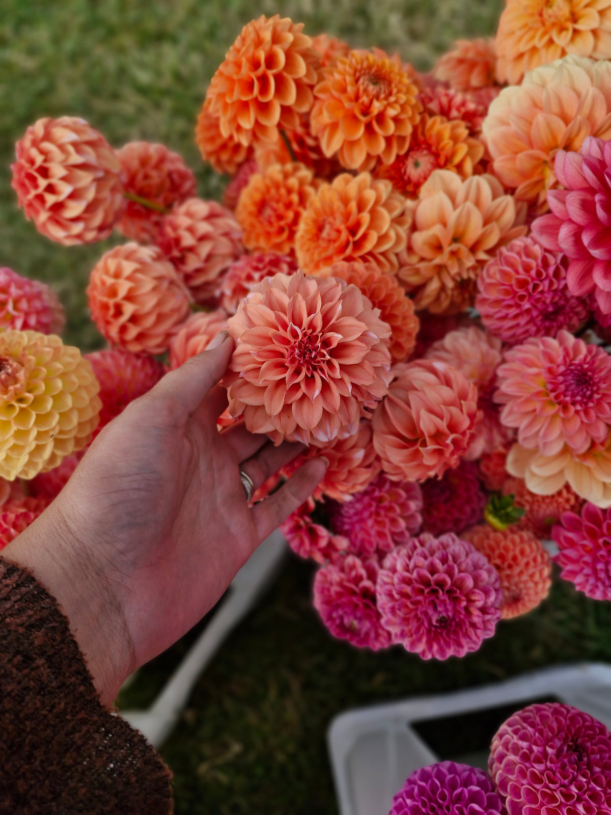 Orange Peaches N Cream Dahlia