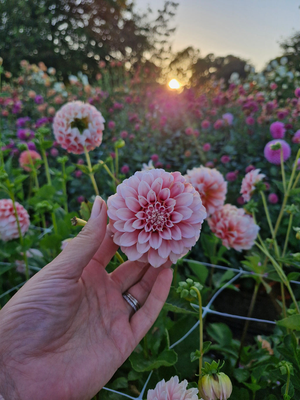 Peaches N Cream Dahlia