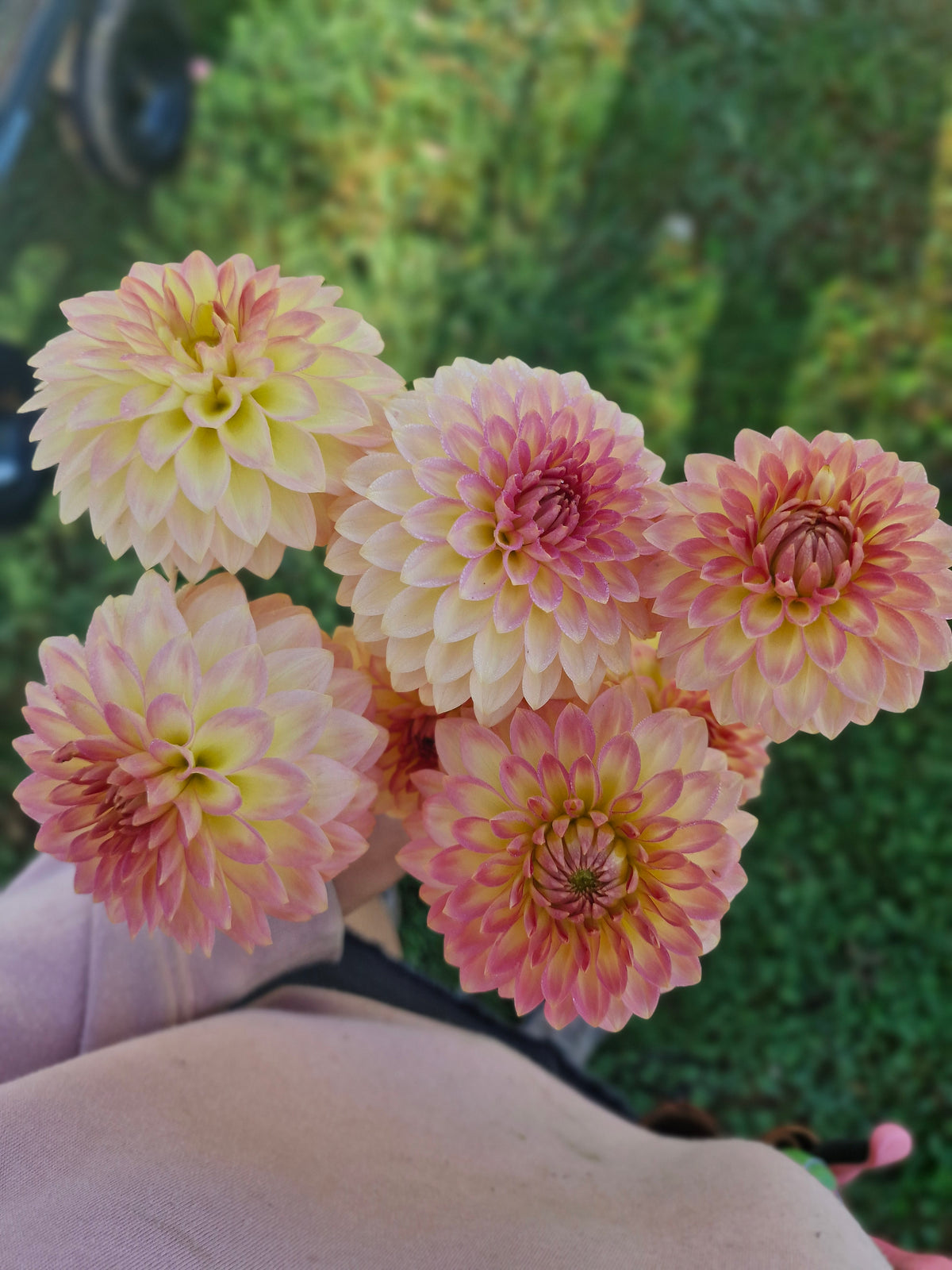 Joal Georgia Dahlia