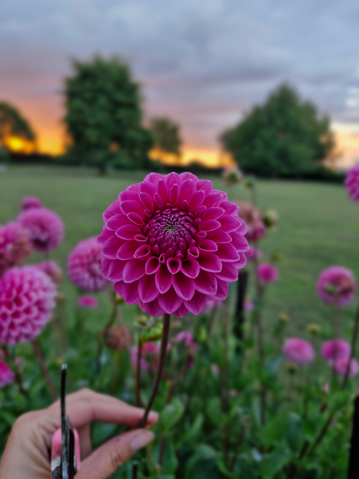 Sandra Dahlia