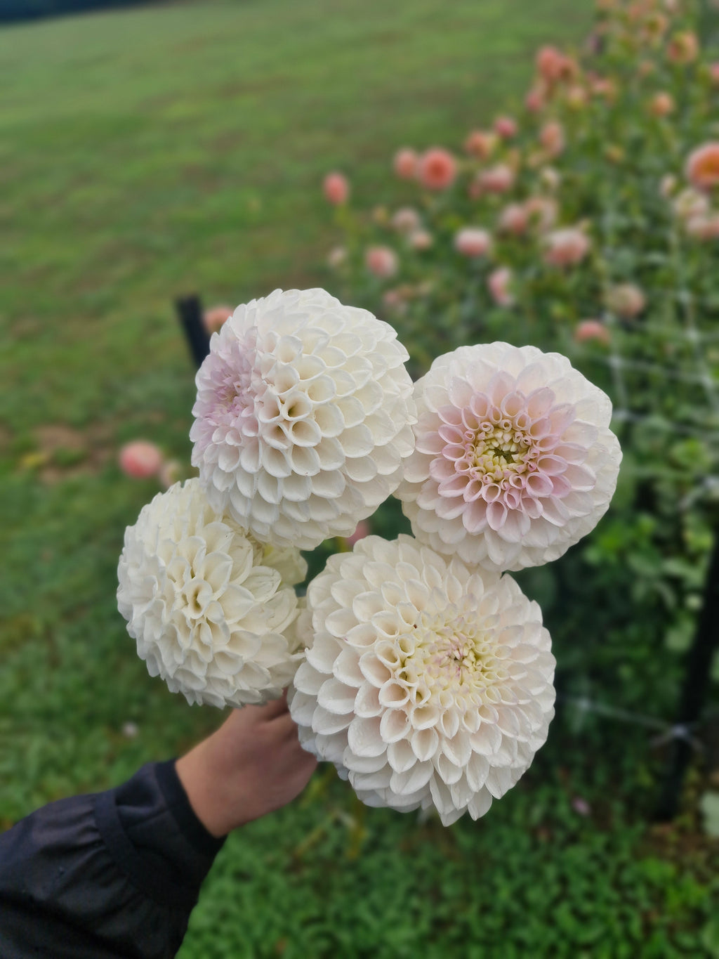 Pink Pearl Dahlia