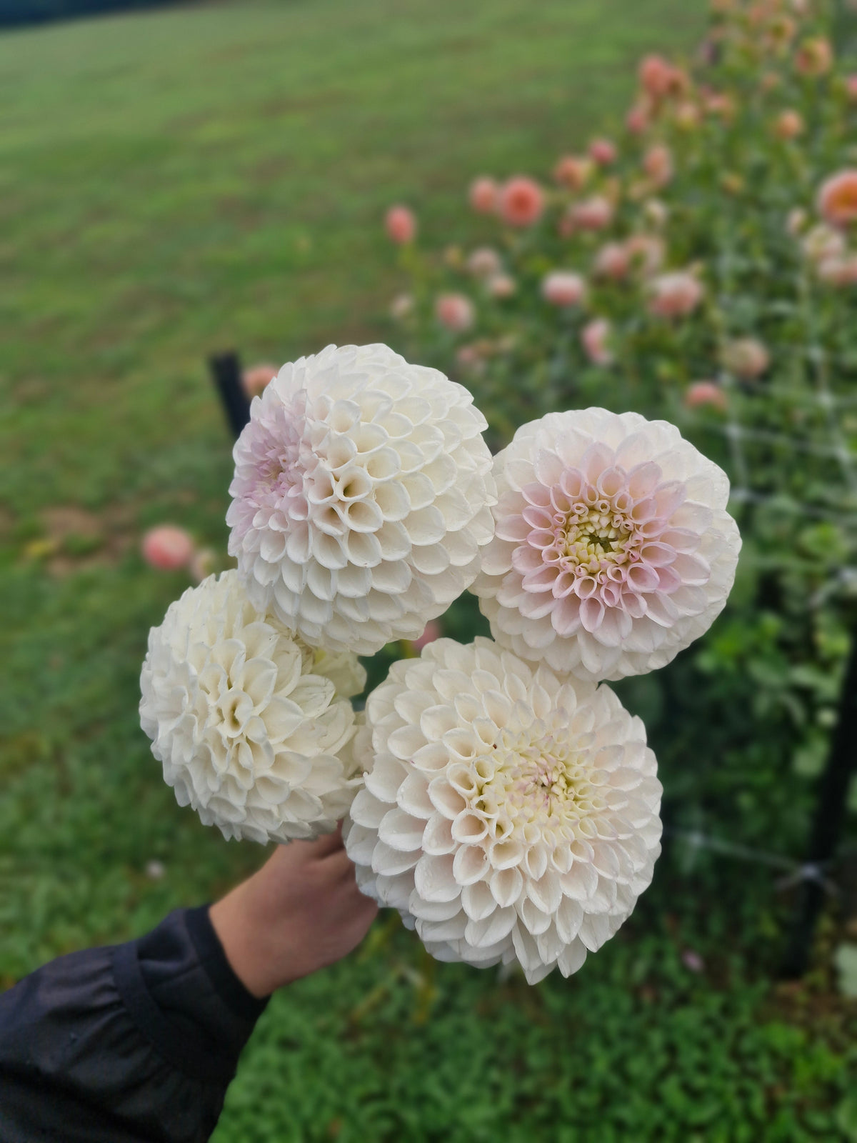 Pink Pearl Dahlia