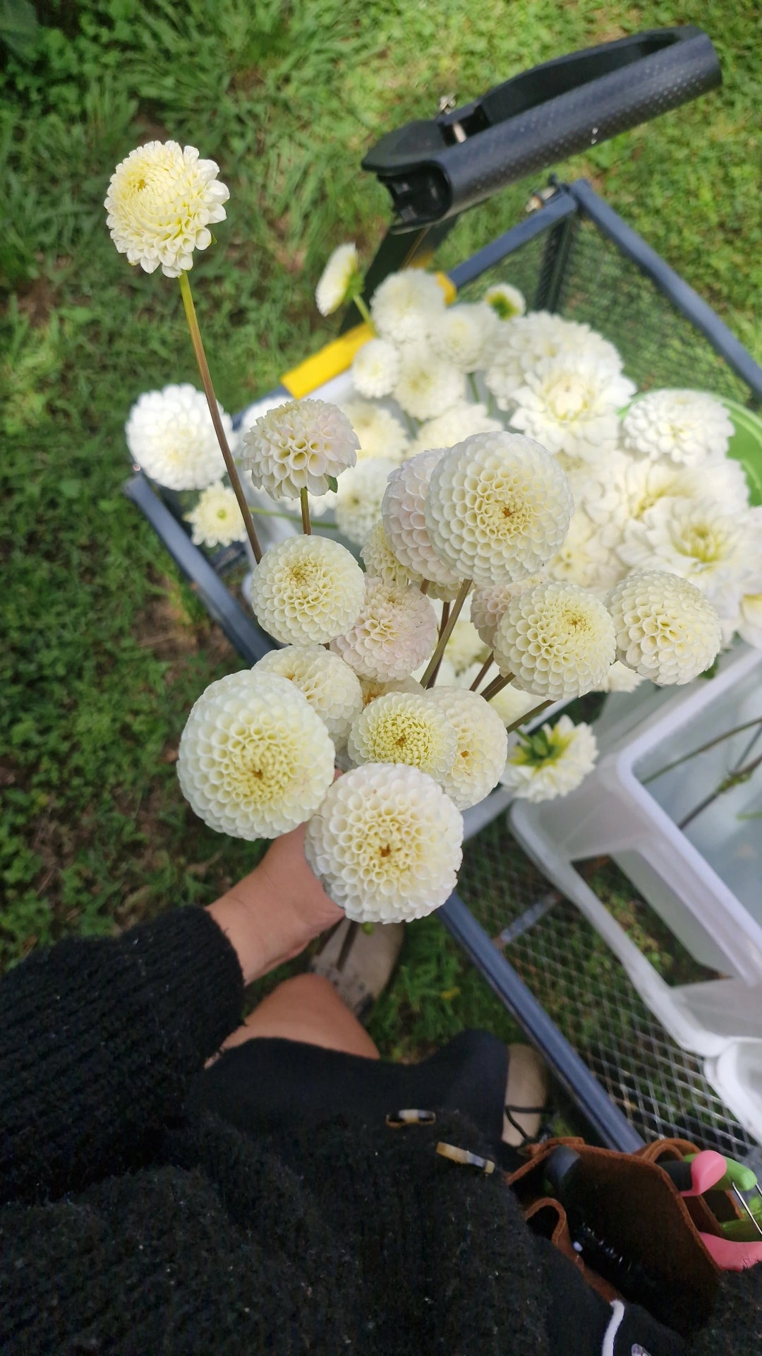 Small World Dahlia