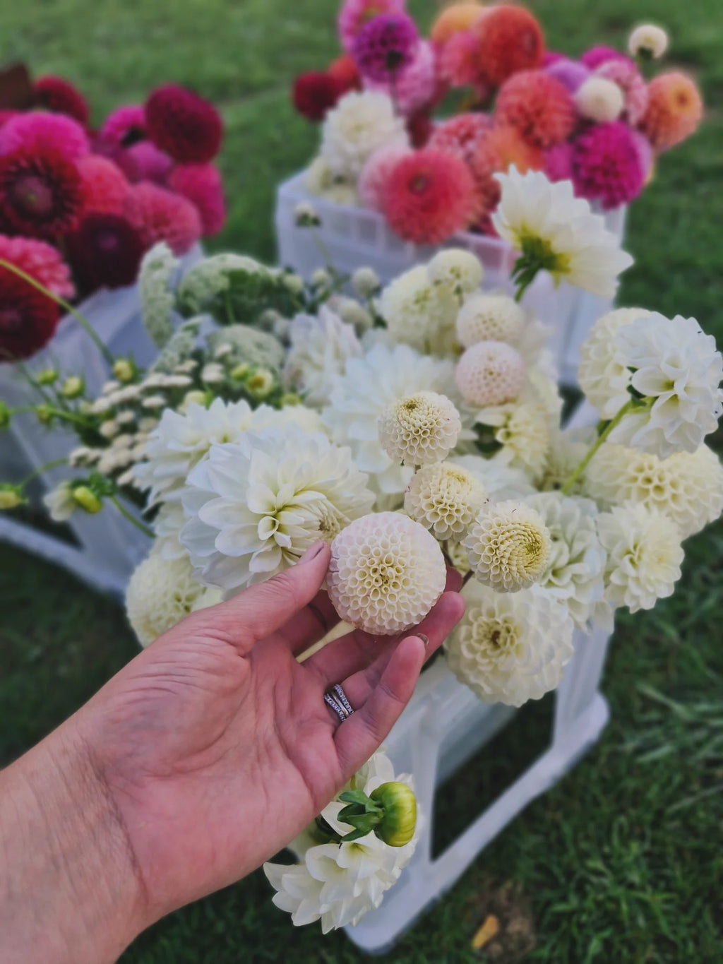 Small World Dahlia