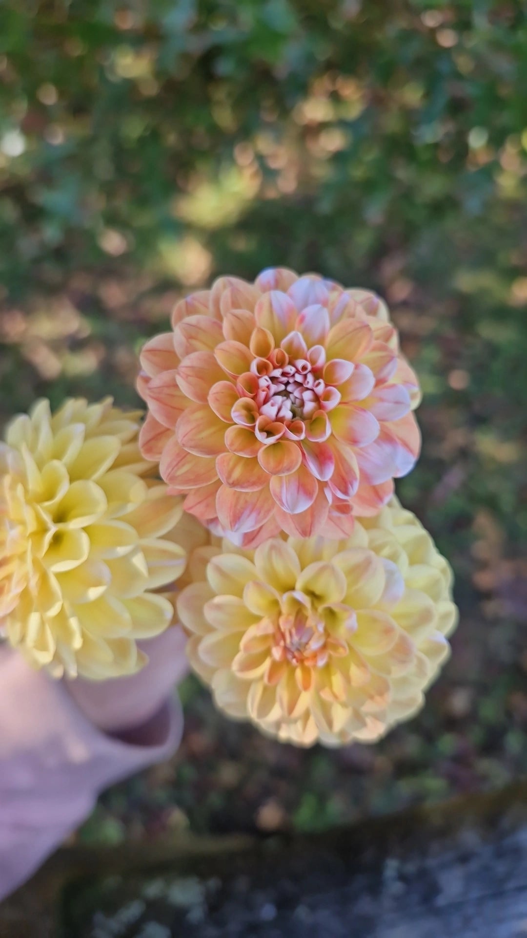 Brandon James Dahlia
